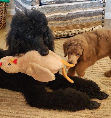 Seamus and Xaden doing the "chicken dance."