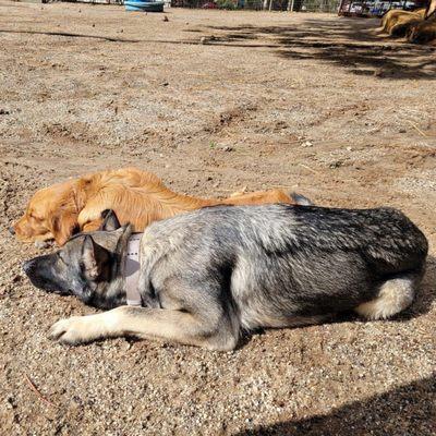 My dog Zeke and his new friend