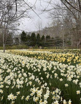 DNRT Parsons Reserve Daffodil Field