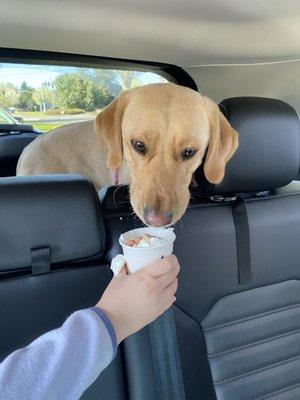 Aspen got a puppuccino on her way home from Newberg Vet today.