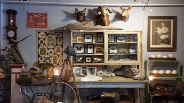 Our new look! More of what you love - taxidermy, lab prints, framed insects, rocks and more