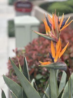 Hotel sidewalk pathway