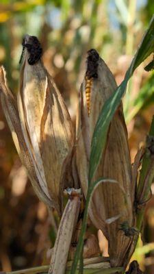 Corn during corn maze