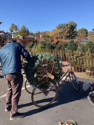 Jamey tying down the Christmas tree to our bike. If you are going to buy a cut tree might as well bike it home