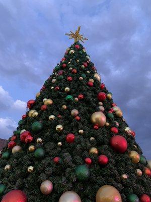 The tree is in front of City Hall