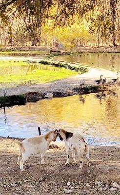 Baby goats playing