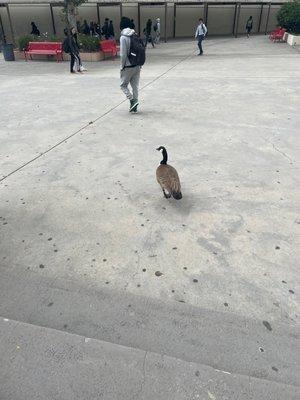 super ecstatic goose