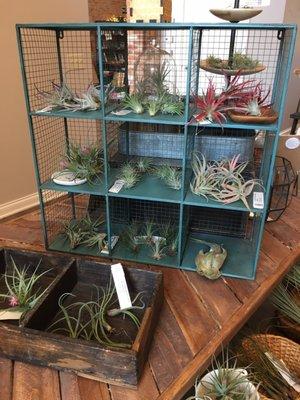 Tons of air plants