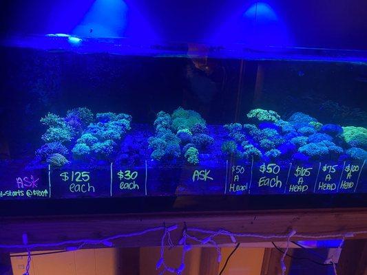 Euphylia Frag Tank