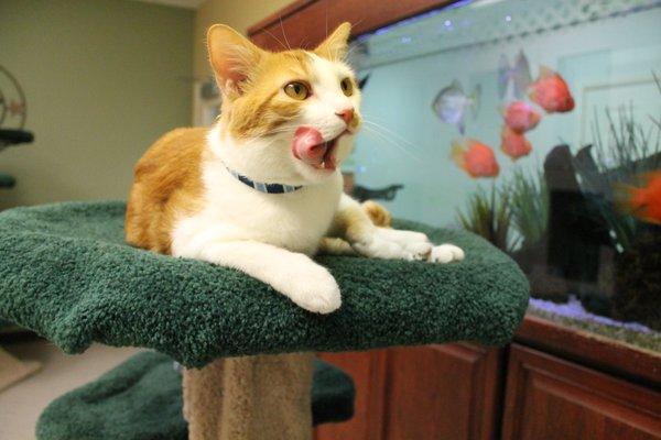 Rover Oaks offer 5-star lodging for cats in Meow Manor! We offer special activity packages tailored just for cats and everything they love!