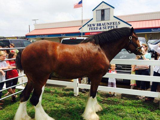 Budweiser Clydesdales came to visit