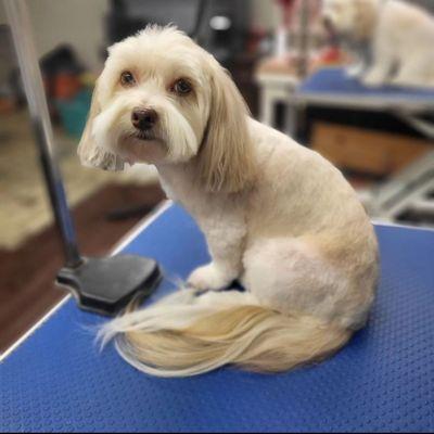 Fluffy Mutt Grooming Salon