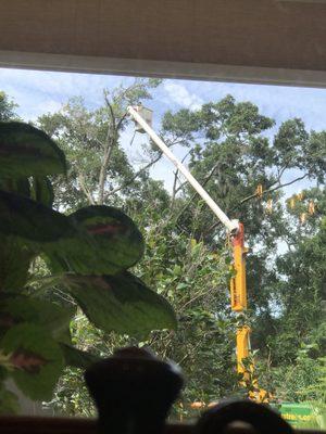 Tree removal near pool cage