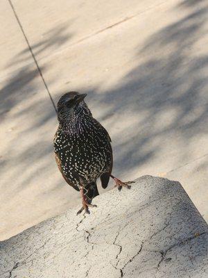 My friend and I at Kings County Hospital. We're having a lil conversation about why she's always a nuisance to others.  The Common Starling