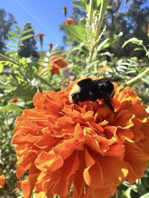 Big bumble bee on a marigold