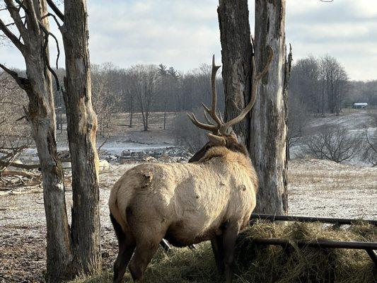 Feeding zone and an elk!