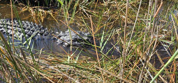 Picture of an alligator our captain showed us