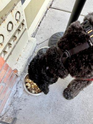 Doggie Breakfast Bowl