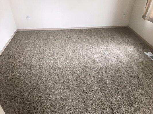 Fresh clean carpet