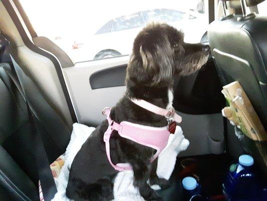 Sookie, taking a car ride to walk in the park. Her summer haircut.  Again, she's pondering, waiting to explore her environment.