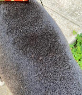 The fur here is standing up from scabs. This is a clear photo of one bite mark but there are others