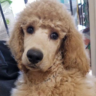 12 week old Std Poodle, Hardy