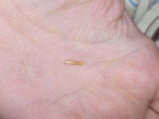 Tiny animal bone of some sort, on the palm of my hand.