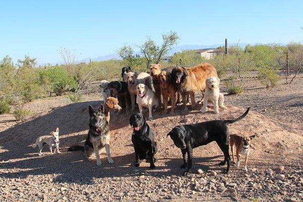 Pack Walk- Mountain Dawgs LA