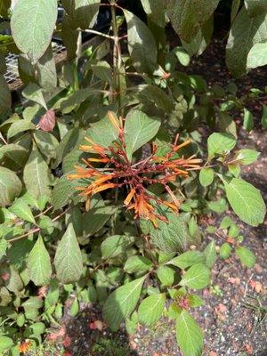 Not sure what type of plant this was.  I was attracted to the colors.