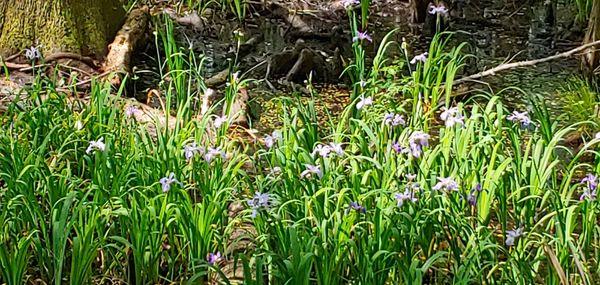 Wild irises