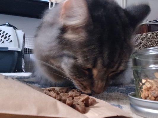 Kitty chowing DOWN on his first taste of Pet Wants chicken  Ate 1/4 cup and he wasn't even hungry