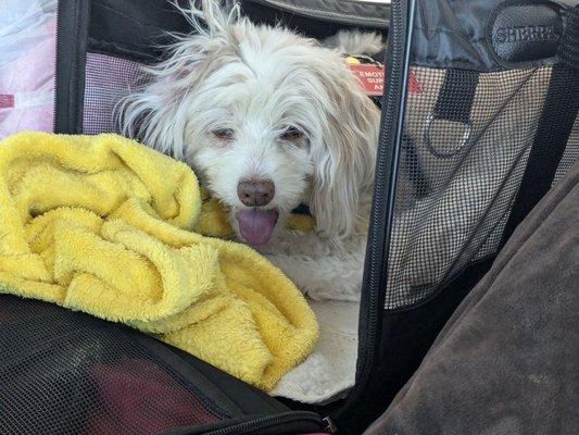 Blu's tongue is blue/purple. First sign of congestive Heart Failure. 4 days driving from Tampa Florida to Fort Collins Colorado.