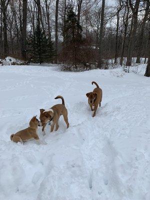 Doggie Day Camp at Blissful Wags