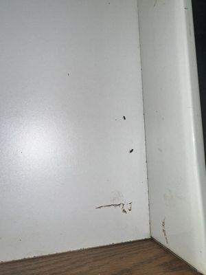 Mouse poop in drawer down by the breakfast area