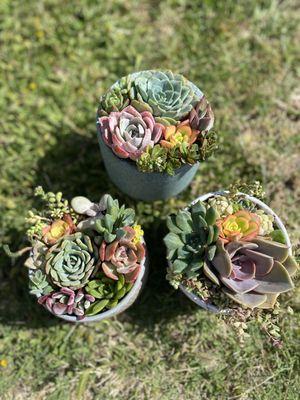 Succulent arrangements