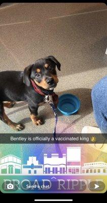 Baby Bentley at his first vet visit