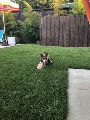 Artificial Pet Turf- Artificial Grass for Pets