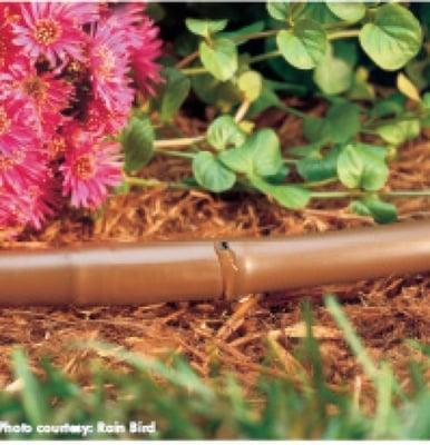 Efficient Drip Irrigation for Shrubs