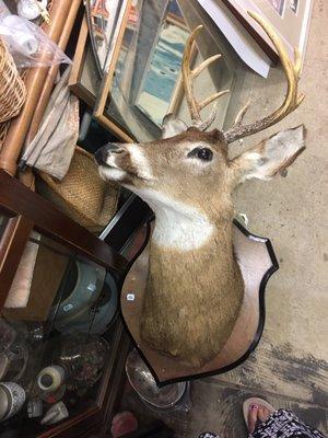 Buck on Board only 150Bucks!