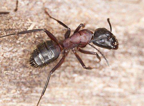 Carpenter Ant Control