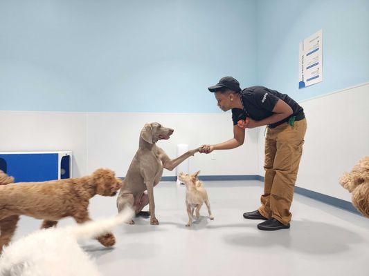 Our team of highly trained "Droperators" (daycare attendants) engage with your pup throughout their stay.