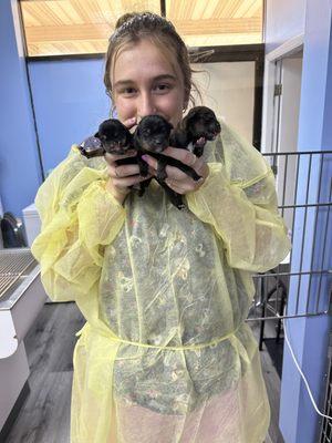 C-section puppies being loved on by one of our fantastic vet assistants then promplty placed in with their siblings with warming blanket.