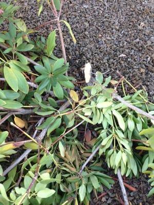 Here's what a rhododendron looks like when a fence sits on top of it for 2 hours