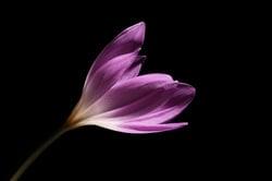 The Saffron flower inspires us to help bring out our clients beauty and enhance it.....