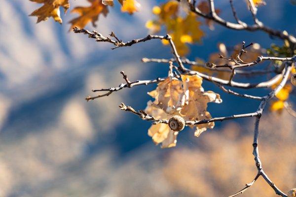 Kings Canyon National Park