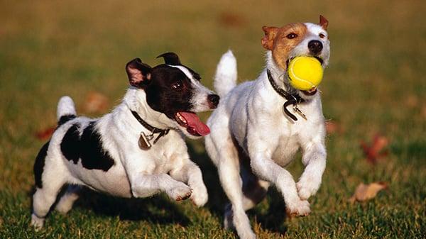 Off Leash dog parks are the best!