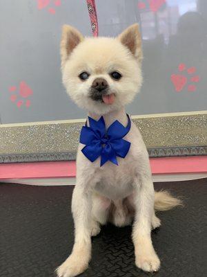 Pomeranian