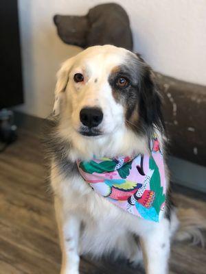 Our Zoey puppy looks so gorgeous after an appointment  with our wonderful cute Shelley girl at Muttley Crew dog grooming on Hartnell!!