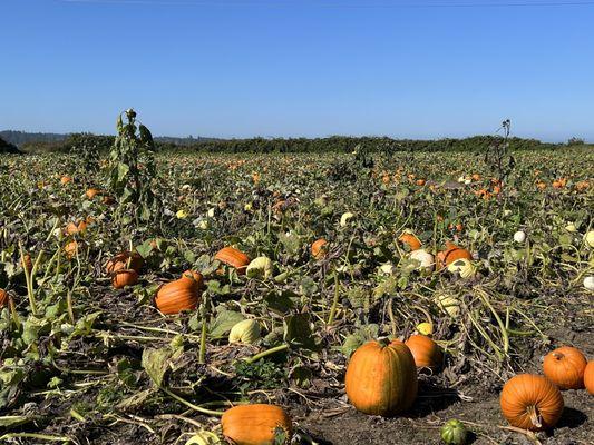 Pumpkins