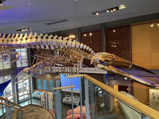 One of the many whales displayed as you walk in the museum